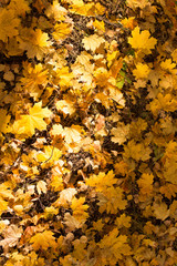 Yellow leaves on the ground in autumn