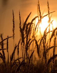 Grass in the rays of sunset as background