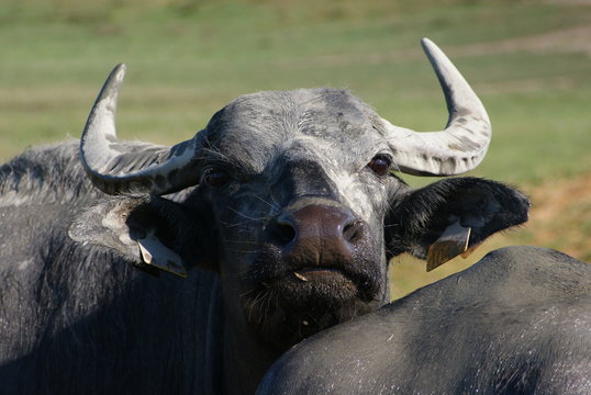 Fototapeta Smutny bawół afrykański