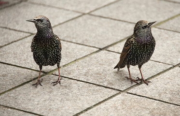 Two starlings