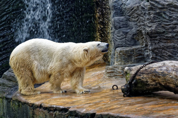 Polar bear in a zoo enclosure