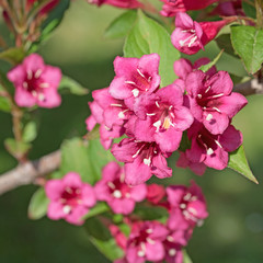 Weigelie, Weigela, Weigelia, Glockenstrauch