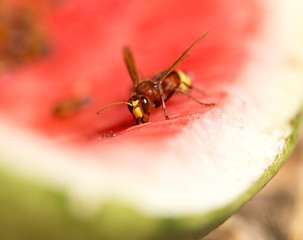 Wasp eats a red watermelon in nature