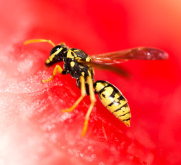 Wasp eats a red watermelon in nature