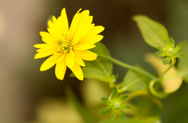 Yellow flower in a park