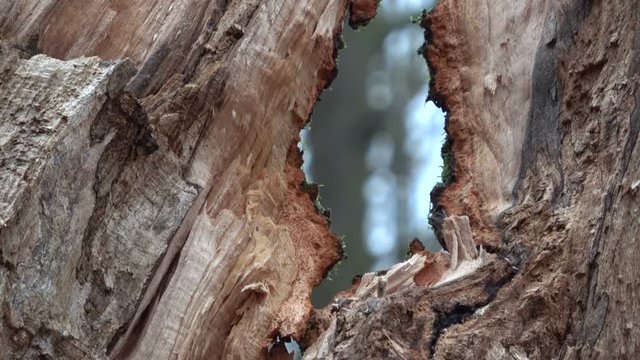 Verrottender Baumstamm im Naturpark Spessart, Zersetzung, Verg&auml;nglichkeit, Urwald, Laubwald, 4K