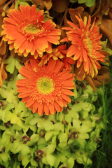 Orange and green floral bouquet, gerbera and orchids.