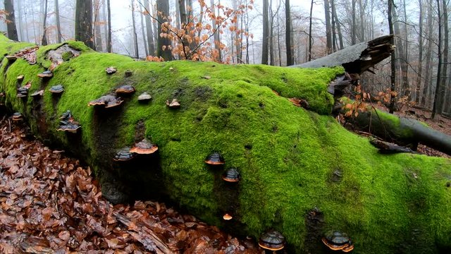 Verrottender Baumstamm im Naturpark Spessart, Zersetzung, Verg&auml;nglichkeit, Urwald, Laubwald, 4K
