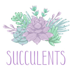 Composition of succulent plants. Vector illustration.