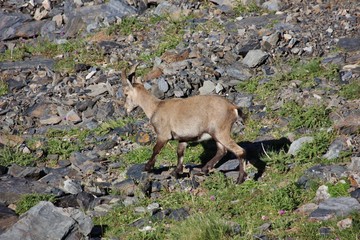 Alpine ibex in Alps Orobie, Val Seriana, Bergamo, Italy. Summertime.