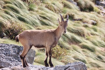 Alpine ibex in Alps Orobie, Val Seriana, Bergamo, Italy. Summertime.
