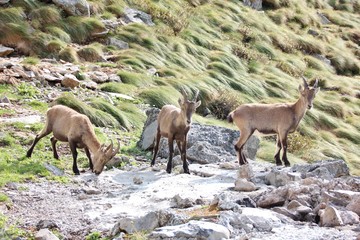 Naklejka na ściany i meble Three Alpine ibex in Alps Orobie, Val Seriana, Bergamo, Italy. Summertime.