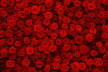 Fototapety  Natural red roses background, flowers wall.