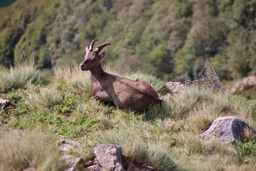 Alpine ibex in Alps Orobie, Val Seriana, Bergamo, Italy. Summertime.
