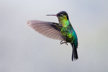 Hummingbird in the cloud forest of Dota, Costa Rica