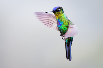 Hummingbird in the cloud forest of Dota, Costa Rica