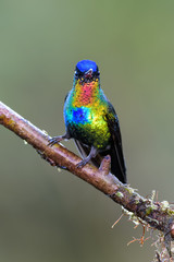 Hummingbird in the cloud forest of Dota, Costa Rica