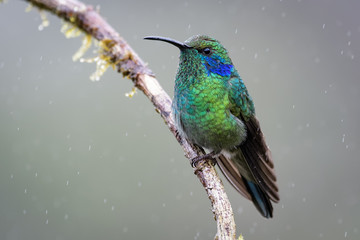 Hummingbird in Costa Rica