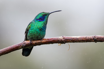 Hummingbird in Costa Rica
