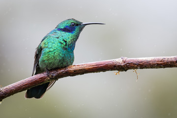 Hummingbird in Costa Rica