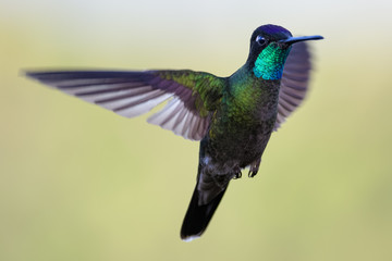 Hummingbird in Costa Rica