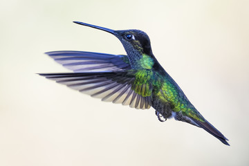 Fototapeta premium Hummingbird in Costa Rica