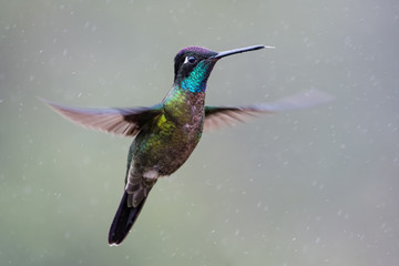 Fototapeta premium Hummingbird in Costa Rica