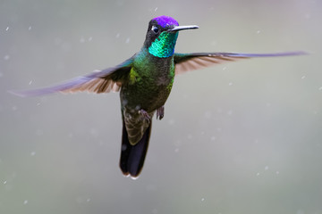 Fototapeta premium Hummingbird in Costa Rica