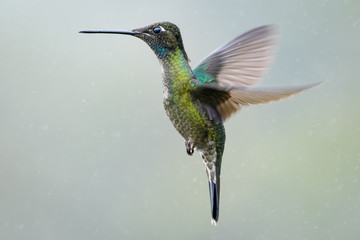 Hummingbird in Costa Rica