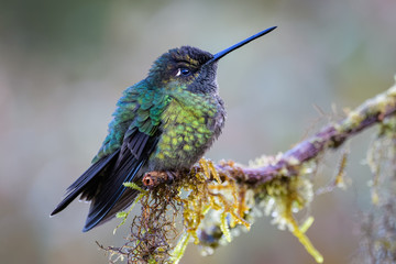 Fototapeta na wymiar Hummingbird in Costa Rica