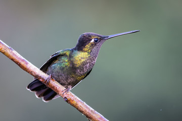 Hummingbird in Costa Rica