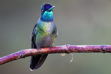 Hummingbird in Costa Rica