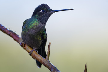 Fototapeta na wymiar Hummingbird in Costa Rica
