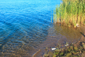 Fototapeta na wymiar Summer lake calm rushy shore.