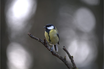 Obraz premium Kohlmeise auf Ast