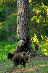 Bear cub relaxing against a tree. Bear cub resting.