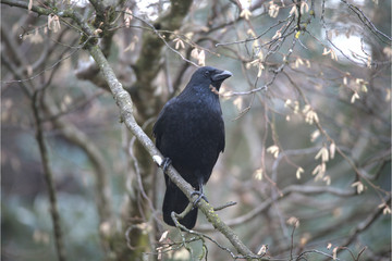 Rabenvogel auf Ast