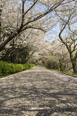 橘公園の桜