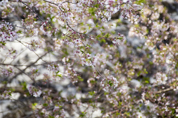 橘公園の桜