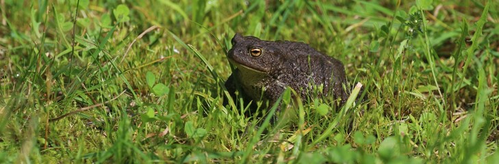 toad on grass