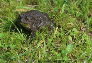 toad