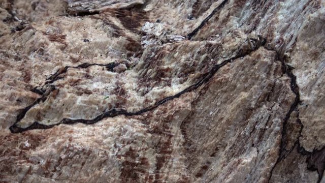 Verrottender Baumstamm im Naturpark Spessart, Zersetzung, Verg&auml;nglichkeit, Urwald, Laubwald, 4K