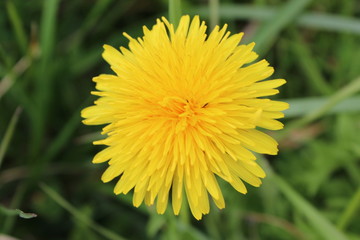 Löwenzahn - common dandelion - Taraxacum officinale - Löwenzahnblüte