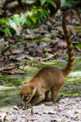 Coatimundi in a forest in Guatemala