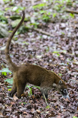 Coatimundi in a forest in Guatemala
