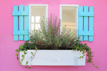 Fototapeta na wymiar Blue pastel wooden window with plant pot on sweet pink wall, space for text on white plant pot.