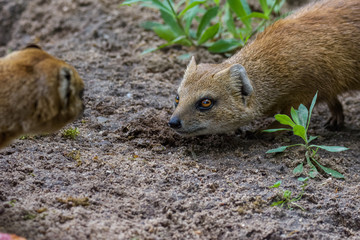 Fox mongoose stalking its prey