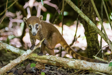 Coatimundi in a forest in Guatemala