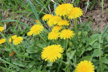 Obraz premium Löwenzahn - common dandelion - Taraxacum officinale - Löwenzahnblüte