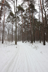 winter landscape in forest with tall pine trees